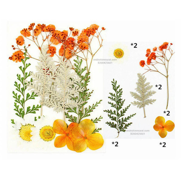 10 In 1 Orange Pressed Dry Flowers