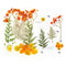 10 In 1 Orange Pressed Dry Flowers