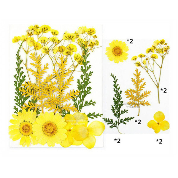 10 In 1 Yellow Pressed Dry Flowers