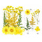 10 In 1 Yellow Pressed Dry Flowers