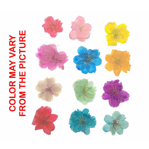 12 In 1 Multi Cherry Blossoms Pressed Flower