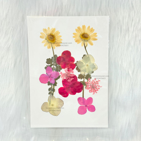 12 In 1 Pressed Dry Flower red white