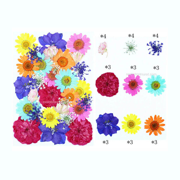 30 In 1 Pressed Dry Flower