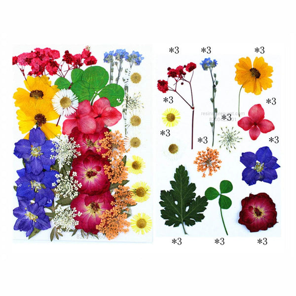36 in 1 Pressed Flowers - Fl156