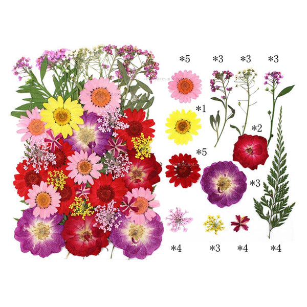 40 In 1 Pressed Dry Flower