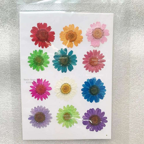Colorful Daisy Dry Flower