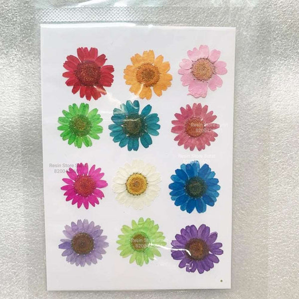Colorful Daisy Dry Flower