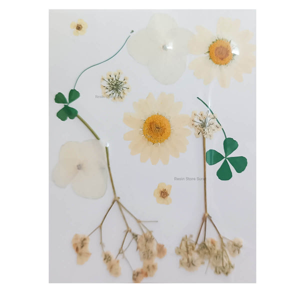 Pressed Dry Flower H