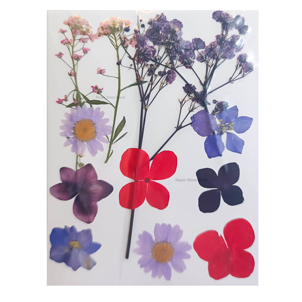 12 In 1 Pressed Dry Flower I