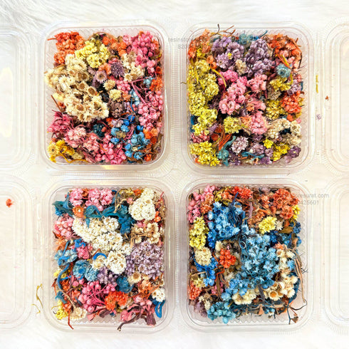 Himalayan Daisy Dried Flower