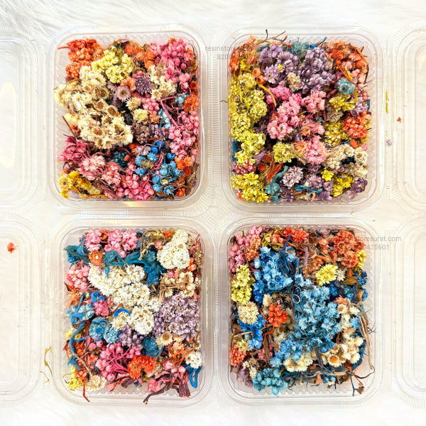 Himalayan Daisy Dried Flower