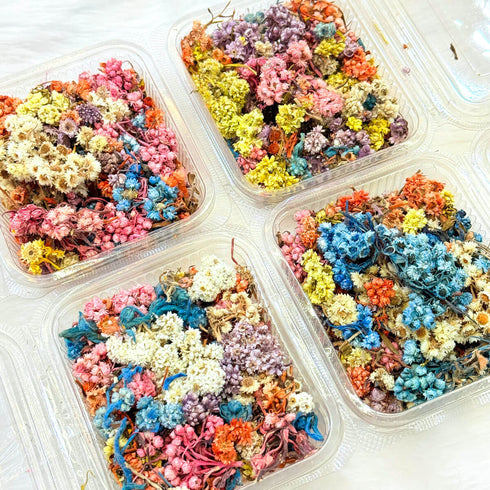 Himalayan Daisy Dried Flower