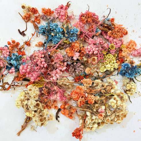 Himalayan Daisy Dried Flower