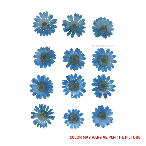 Ink Blue Daisy Pressed Dry Flower - Fl008