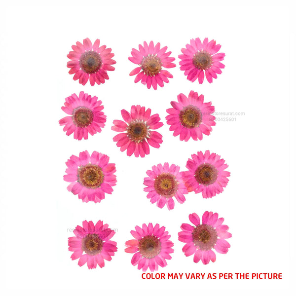Magenta Daisy Pressed Dry Flower - Fl016