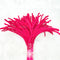 Magenta Pipe Cleaner - P13