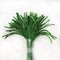 Moss Green Pipe Cleaner - P4