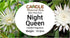 Night Queen Candle Fragrance - 15 ml