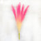 Dual Tone Pampas Grass - White Pink