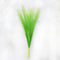Dual Tone Pampas Grass - White & Green