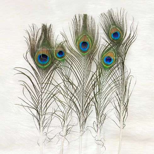 Medium Peacock Feather - 5 Pcs