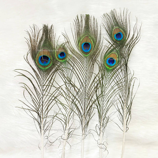 Medium Peacock Feather - 5 Pcs