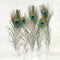 Medium Peacock Feather - 5 Pcs