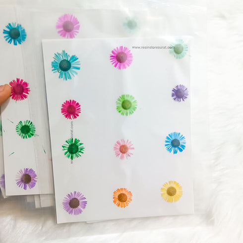 Pressed Asters Dry Flower