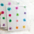 Pressed Asters Dry Flower