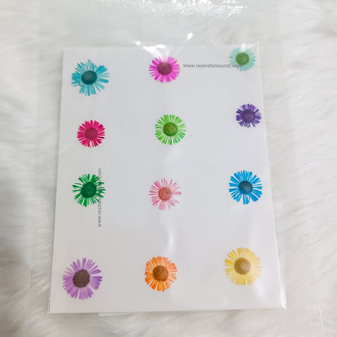 Pressed Asters Dry Flower