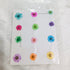 Pressed Asters Dry Flower