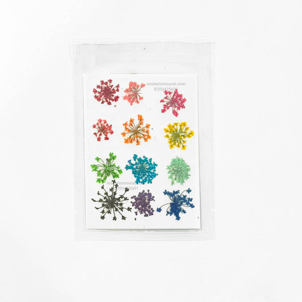 Queen Breath Pressed Flower Sheet B