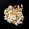 Sea Shell For Resin - Random
