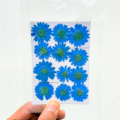 Blue Daisy Dry Flower