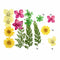 10 In 1 Pressed Dry Flower E