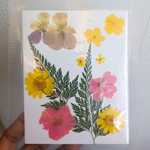 Pressed Dry Flower D