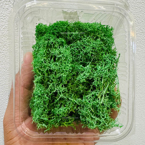 Green Moss Grass