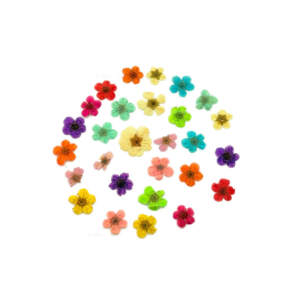 Plum Blossom Pressed Flower