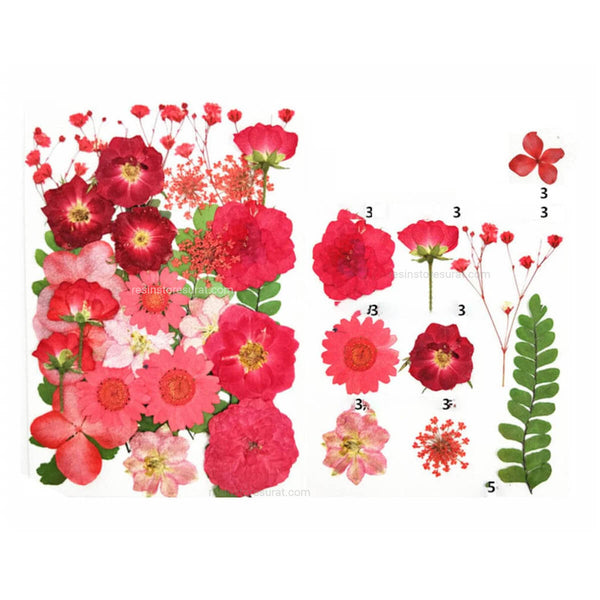 29 In 1 Pressed Dry Flower