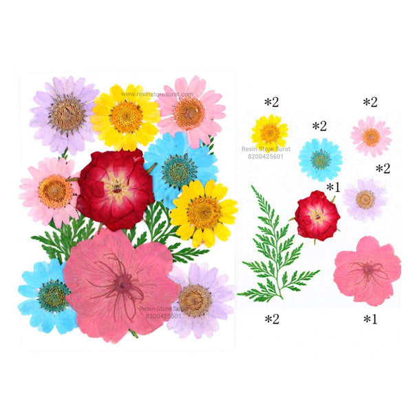 Pressed Dry Flower C