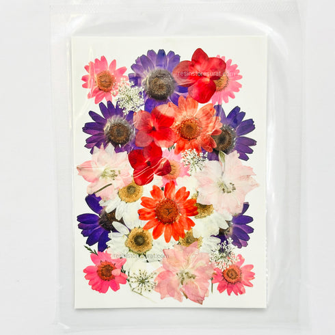 Pressed & Dry Flower - I