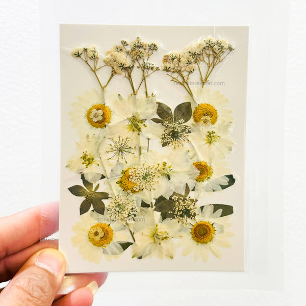 Pressed & Dry Flower - M