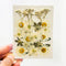 Pressed & Dry Flower - M