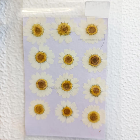 White Daisy Dry Flower